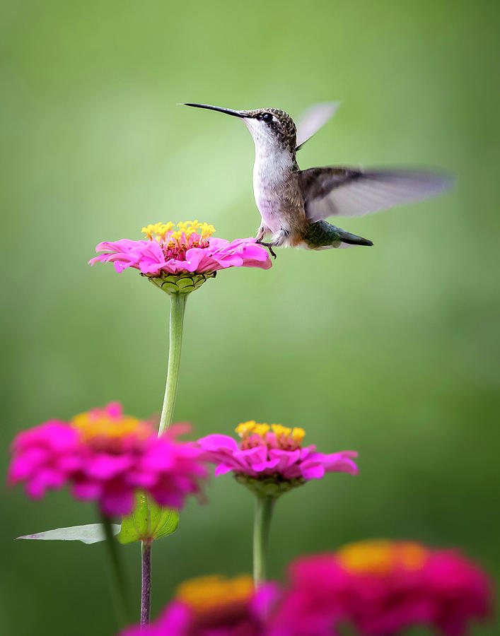 Hummingbird on Pink Zinnia Photograph by Deborah Penland