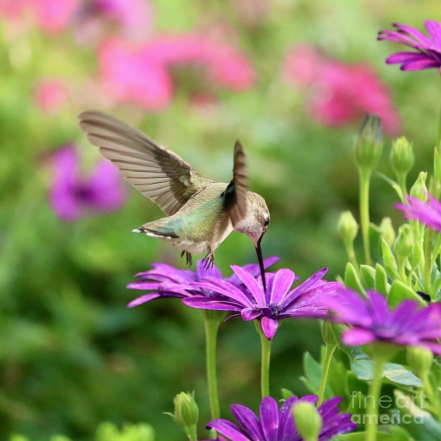 Hummingbird on Purple Daisy Square Photograph by Carol Groenen