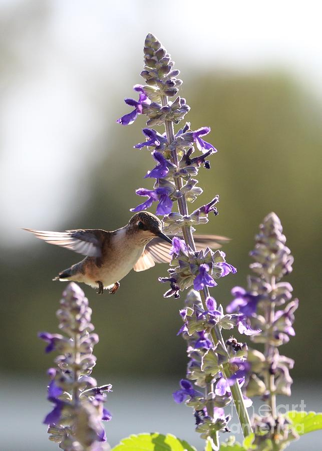 Hummingbird on Purple Flower Photograph by Carol Groenen