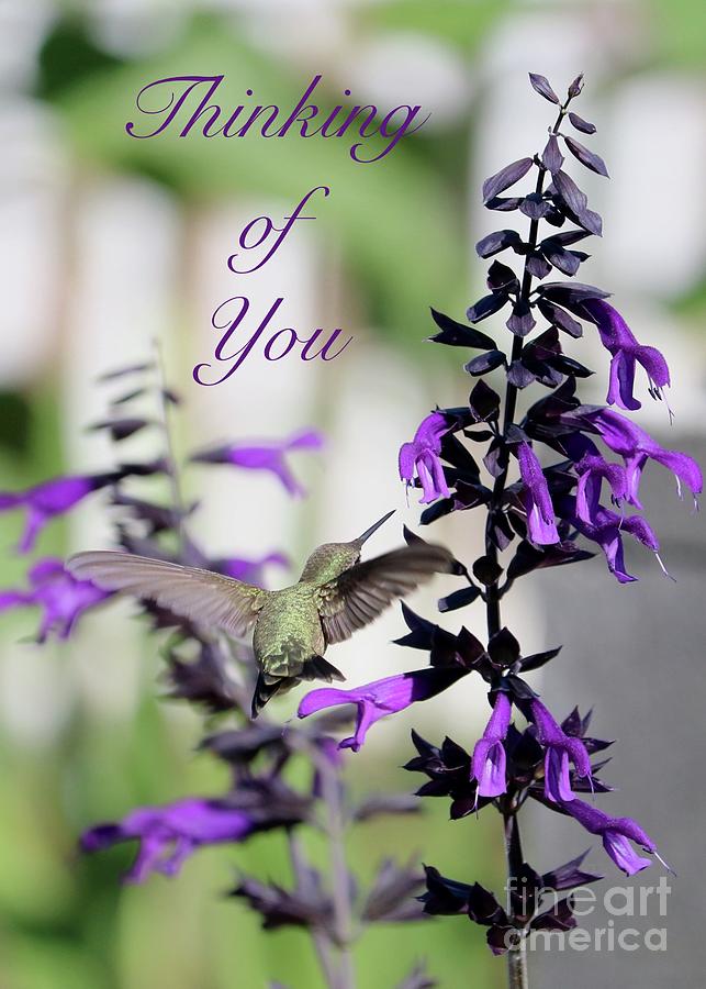 Hummingbird on Purple Salvia Thinking of You Card Photograph by Carol Groenen