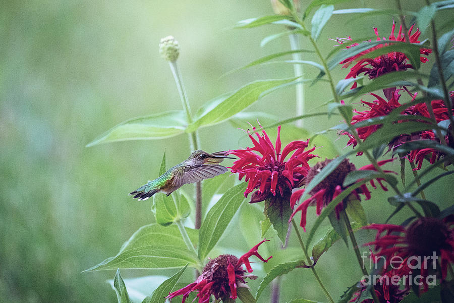 Nature Photograph - Hummingbird On Red Bee Balm by Sharon McConnell