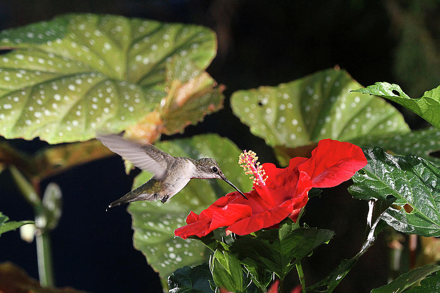 Hummingbird on Red Hibiscus Photograph by Robert Camp