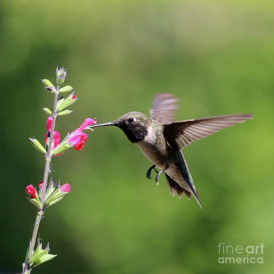 Hummingbird on Red Salvia Square Photograph by Carol Groenen