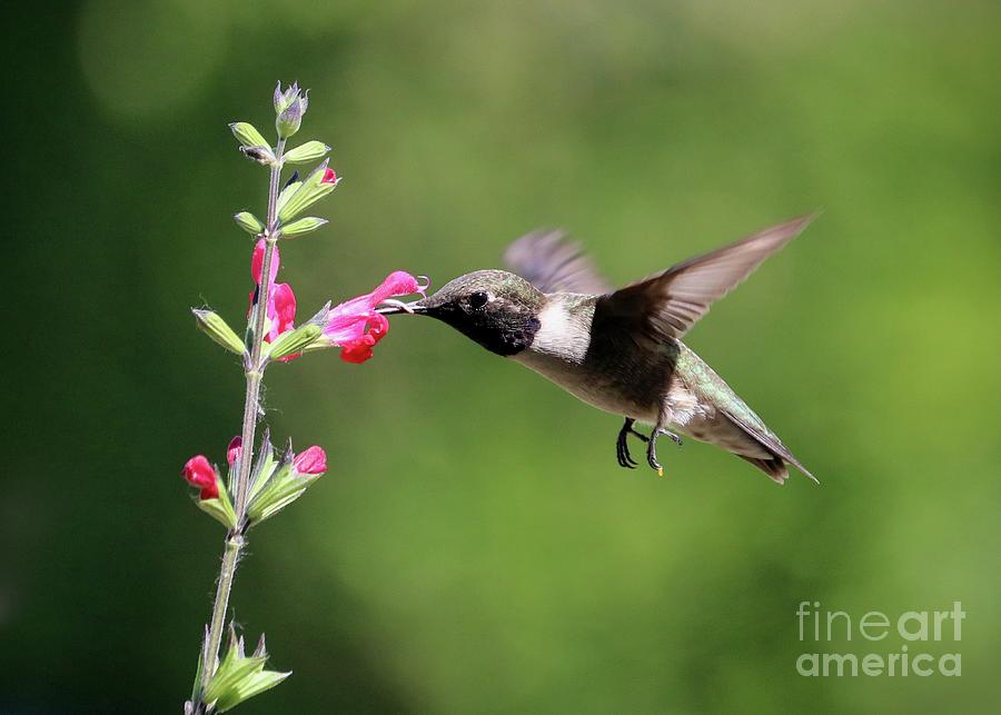 Hummingbird on Red Salvia with Green Background Photograph by Carol Groenen