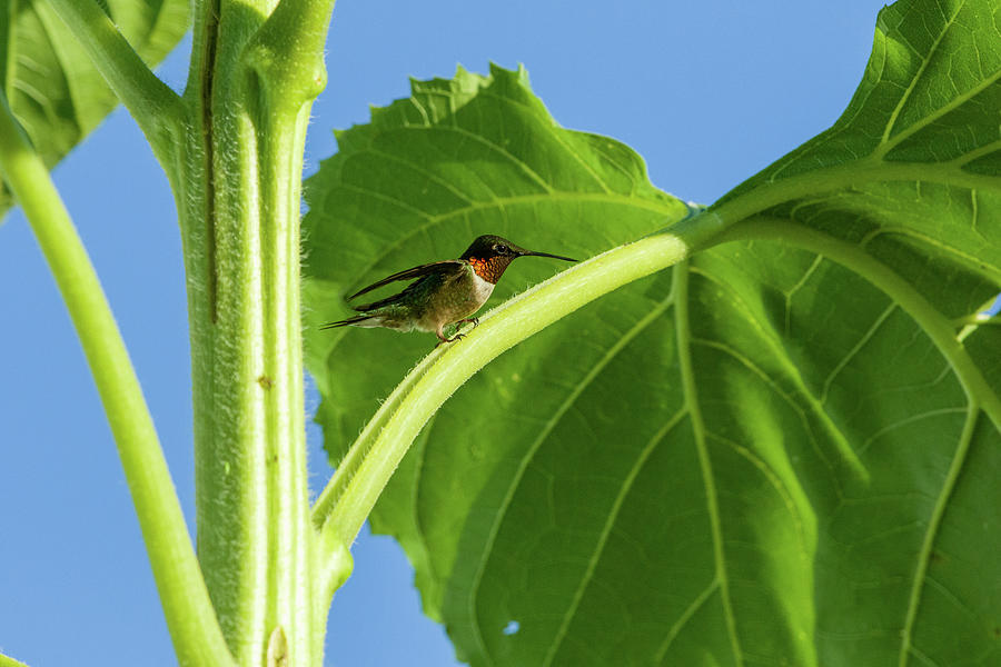 Hummingbird on sunflower Leaf Photograph by JP Harris | Fine Art America