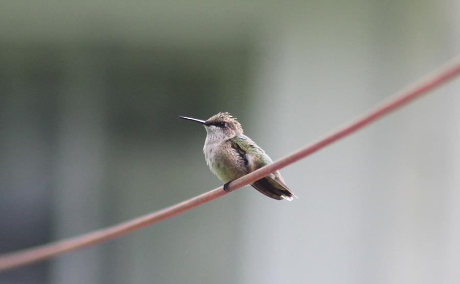 Hummingbird on the Dog Run 2 Photograph by Deborah Mashibini-Prior ...