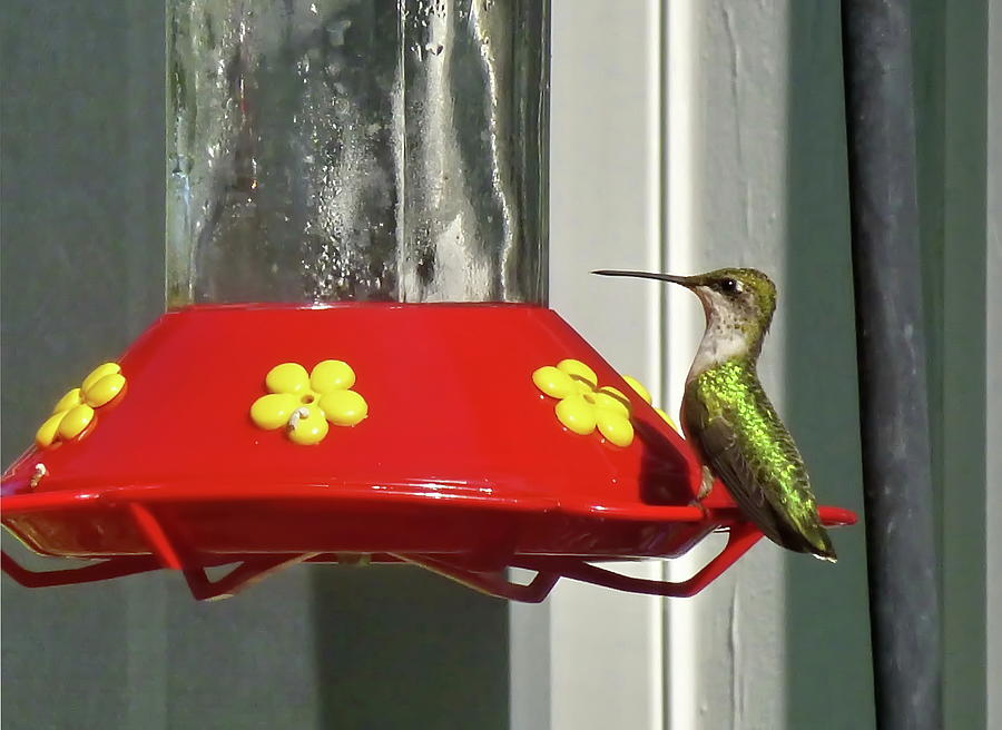 Hummingbird on the Feeder Photograph by Lyuba Filatova