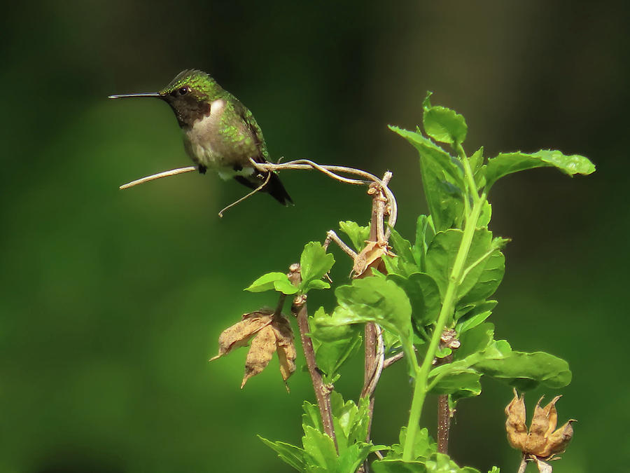 Hummingbird On Vine Photograph by Rebecca Grzenda - Fine Art America