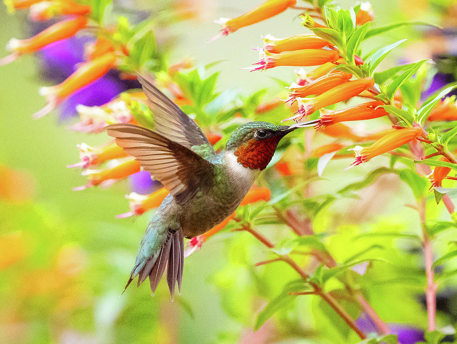 Hummingbird Orange Blossom Photograph