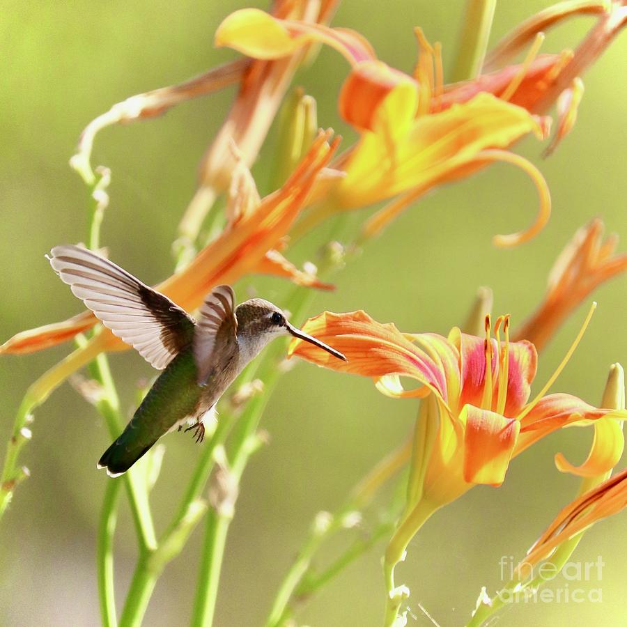 Hummingbird Orange Daylily Square Photograph by Carol Groenen