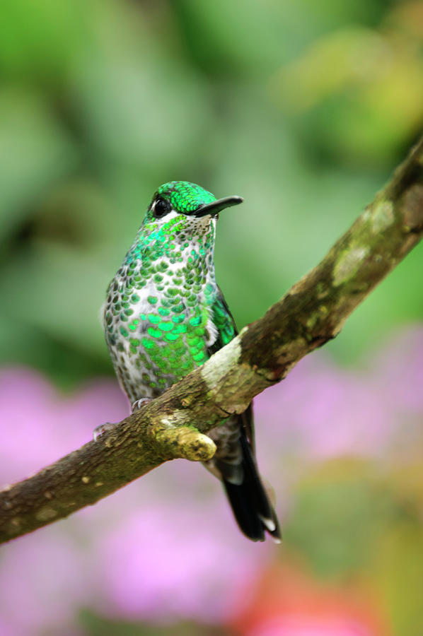 Hummingbird  Photograph by Oscar Gutierrez