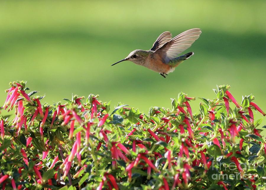 Hummingbird over the Honeybells Photograph by Carol Groenen