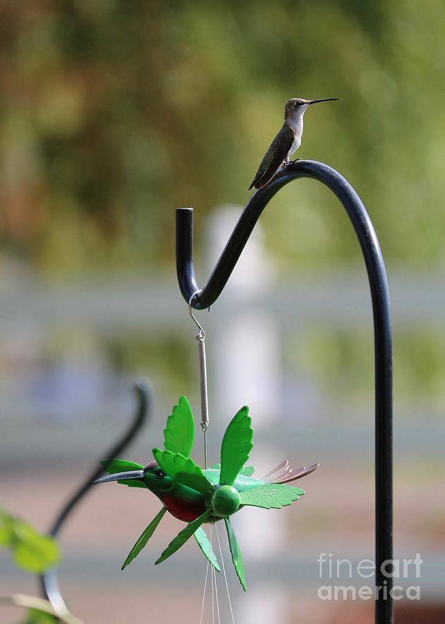 Hummingbird Pals Photograph by Carol Groenen
