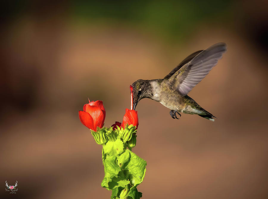 Hummingbird Photograph by Pam Rendall