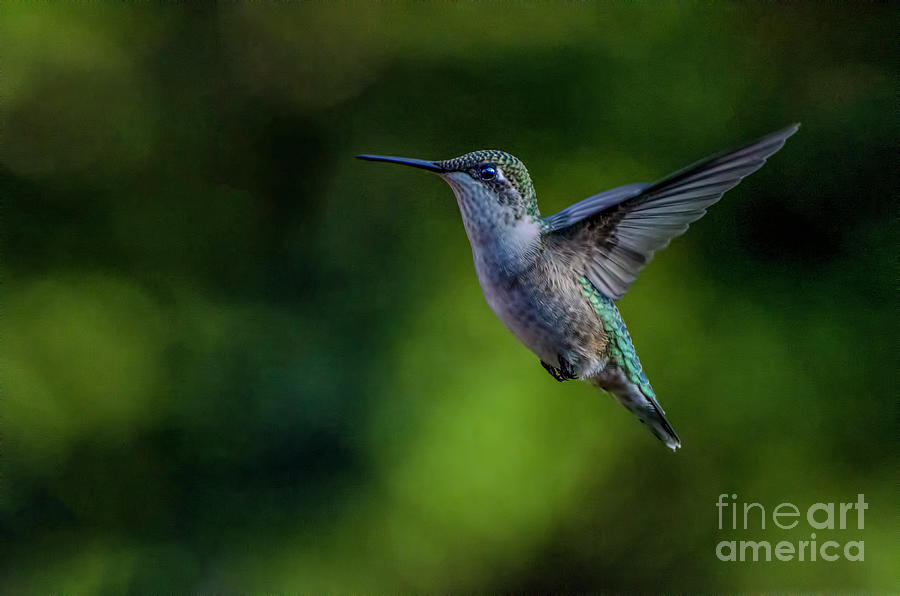Hummingbird-passing Through Photograph by Judy Wolinsky