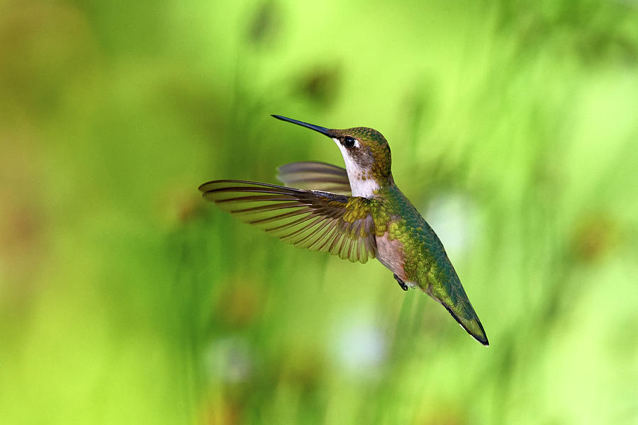 Hummingbird Photograph by Paul Freidlund