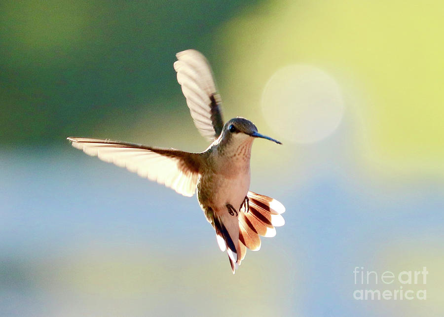 Hummingbird Pausing Photograph by Carol Groenen