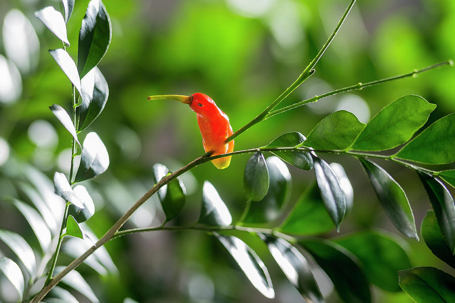 Hummingbird Pepper in Nature Photograph by Cacio Murilo De Vasconcelos