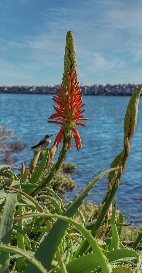 Hummingbird Perch Photograph by Aaron Burrows