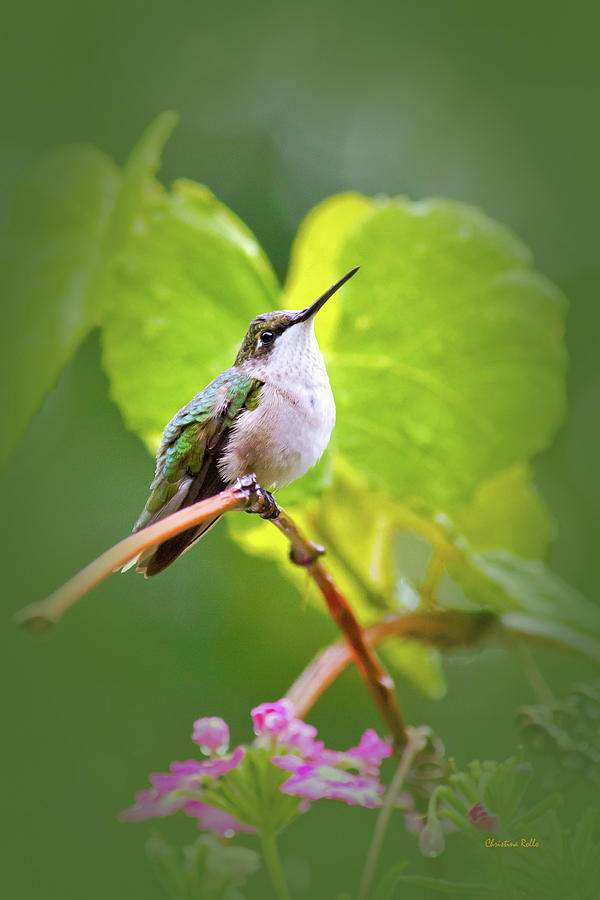 Hummingbird Perched Photograph by Christina Rollo