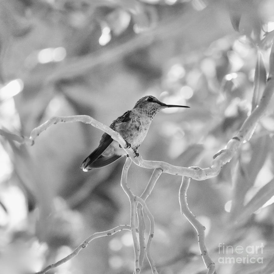 Hummingbird Perched in Tree Black and White Photograph by Carol Groenen