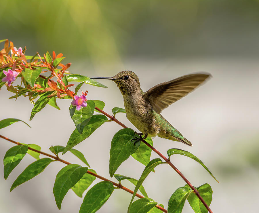 Hummingbird Perched Near Flowers Photograph