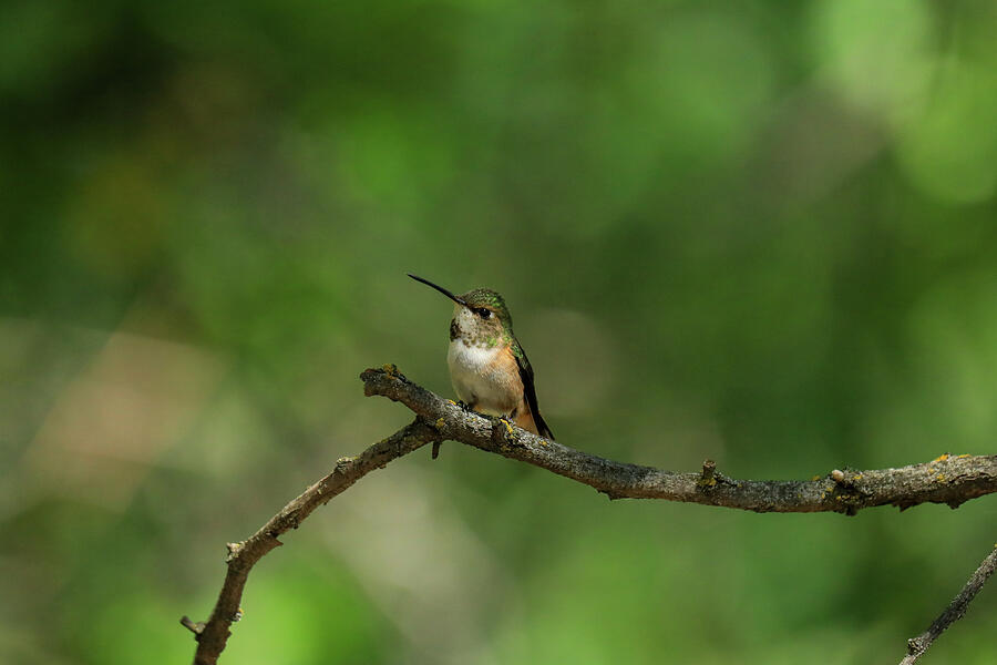 Hummingbird Photograph - Hummingbird Perched On A Slender Tree Branch by Jeff Swan