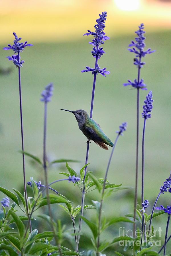 Hummingbird Perched on Flower Stem Photograph by Carol Groenen