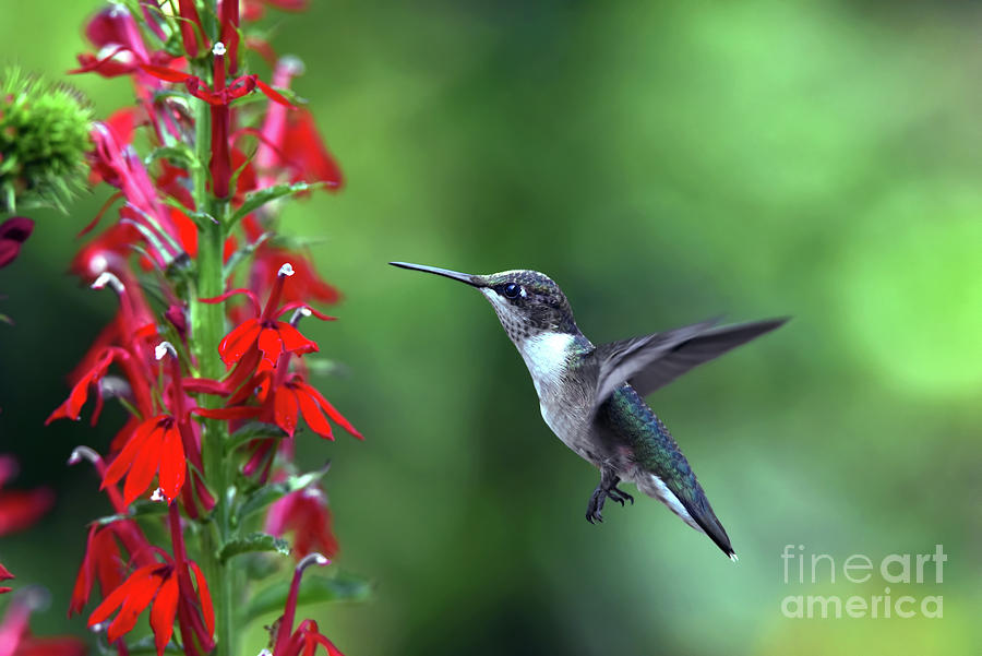 Hummingbird-picture Perfect Photograph by Judy Wolinsky