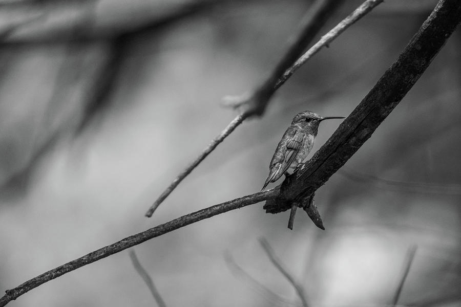 Hummingbird Pine Tree Photograph by Bob Orsillo