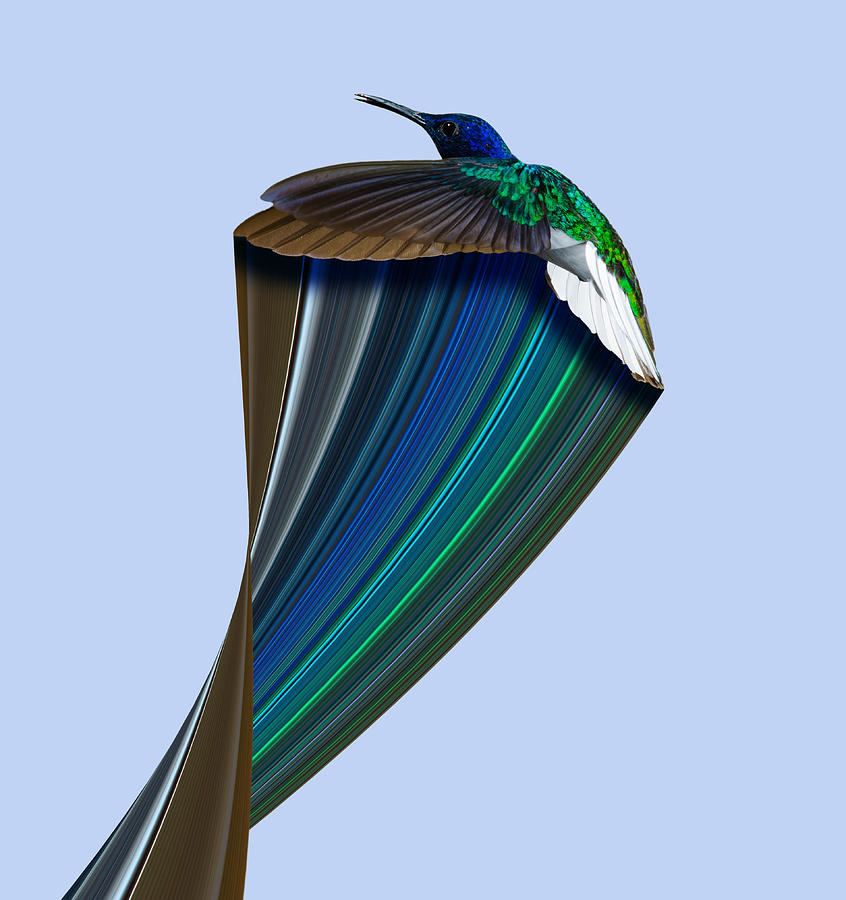 Hummingbird Pixel Stretch 2 Digital Art by Pelo Blanco Photo