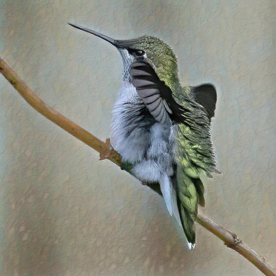 Hummingbird Portrait Photograph by Gina Fitzhugh