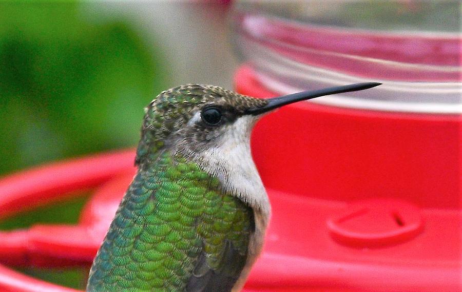 Hummingbird Portrait Photograph by Jo-Ann Matthews - Fine Art America