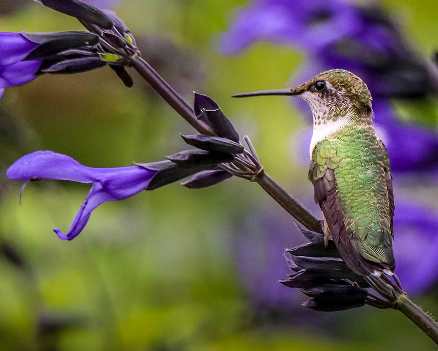 Nature Photograph - Hummingbird Portrait by Susan Rydberg