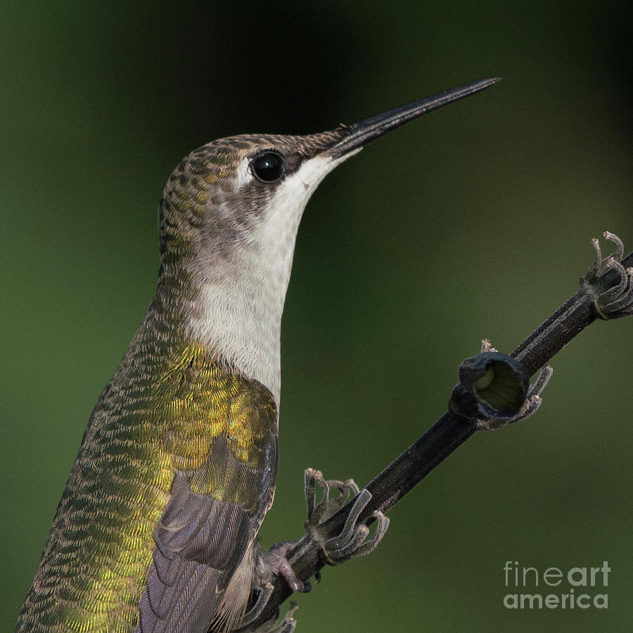 Hummingbird Portrait2 Photograph by Jim Schmidt MN