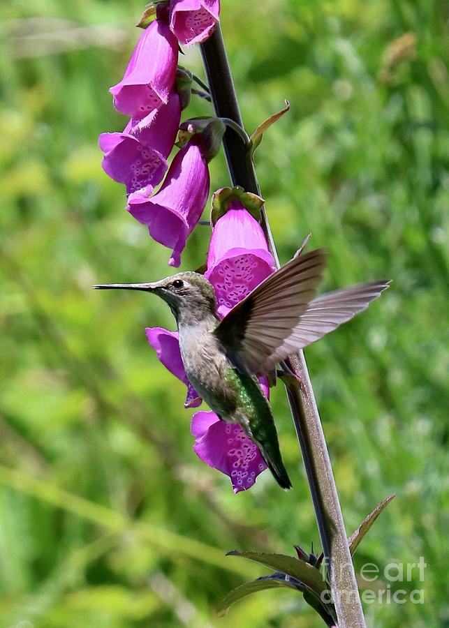 Hummingbird Posing with Pink Foxglove Photograph by Carol Groenen
