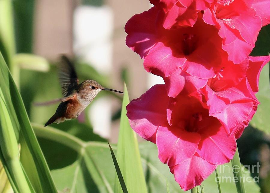 Hummingbird Prize Red Gladiolus Photograph by Carol Groenen