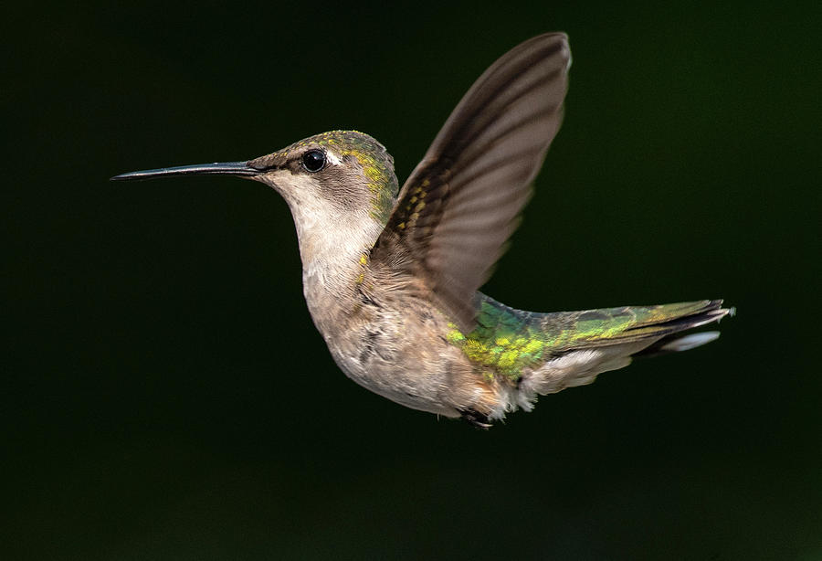 Hummingbird Profile in Flight Photograph by Eric Miller