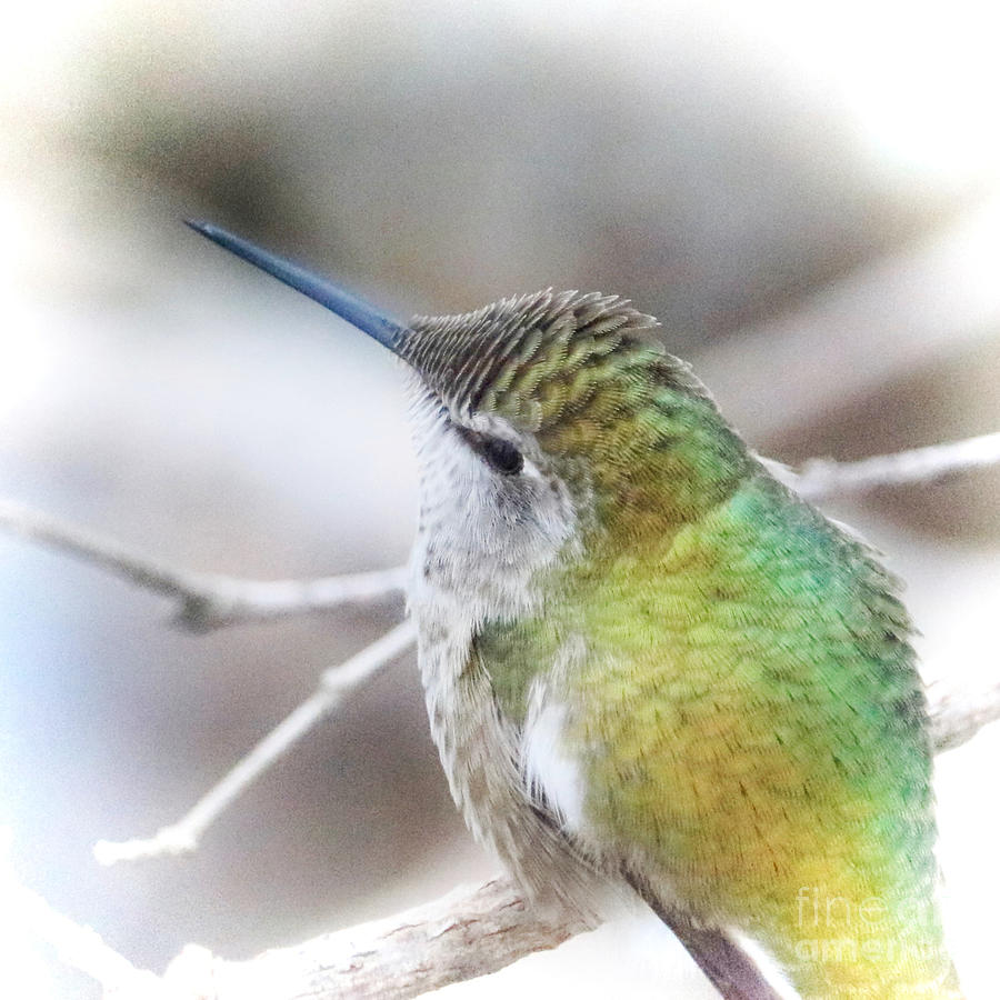 Hummingbird Profile with Vignette Square Photograph by Carol Groenen