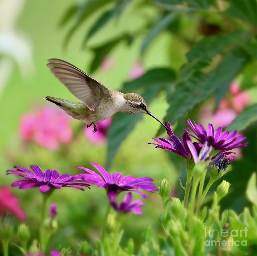 Hummingbird Purple Daisy Square Photograph by Carol Groenen
