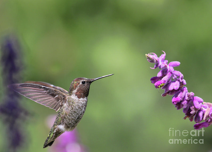 purple hummingbird flying