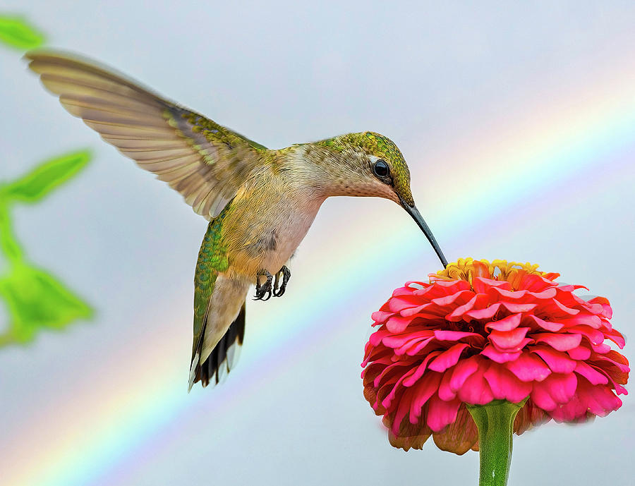 Hummingbird Photograph - Hummingbird Rainbow by William Jobes