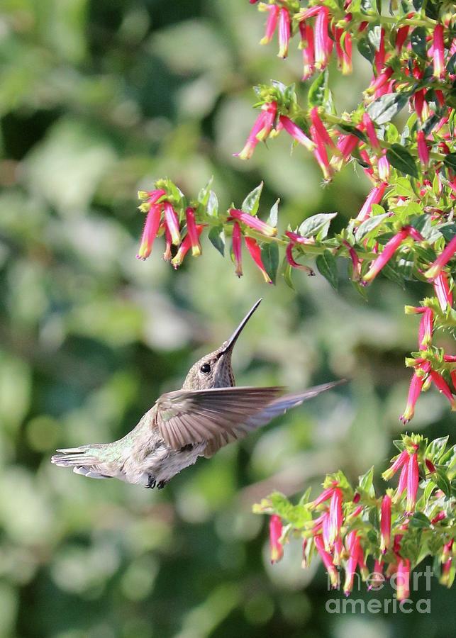 Hummingbird Reach Photograph by Carol Groenen