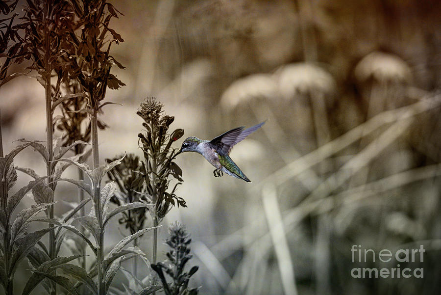 Hummingbird-refreshment Time Photograph by Judy Wolinsky