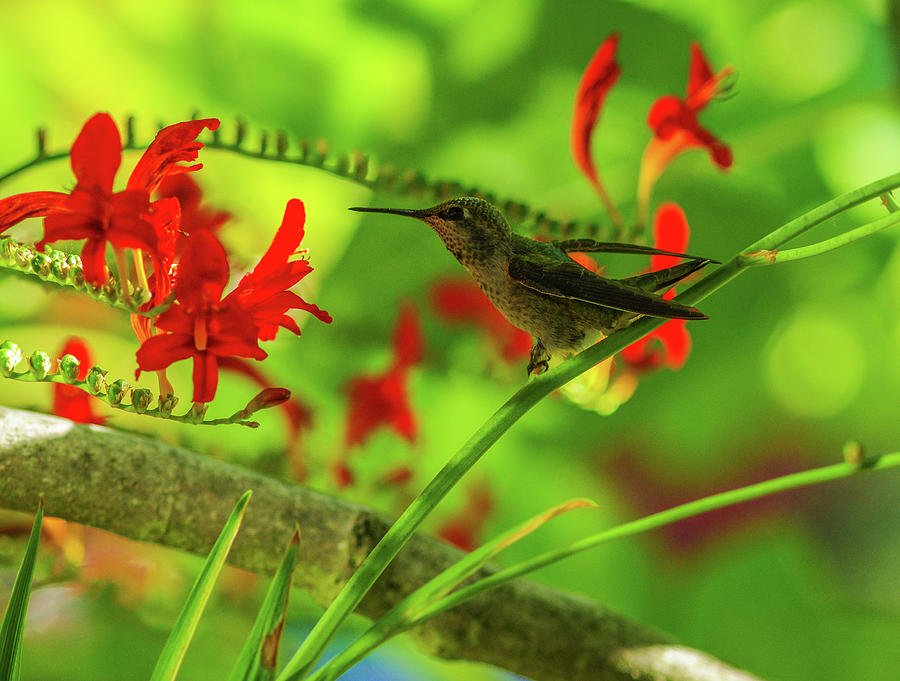 Hummingbird Repose Photograph by Teresa Herlinger