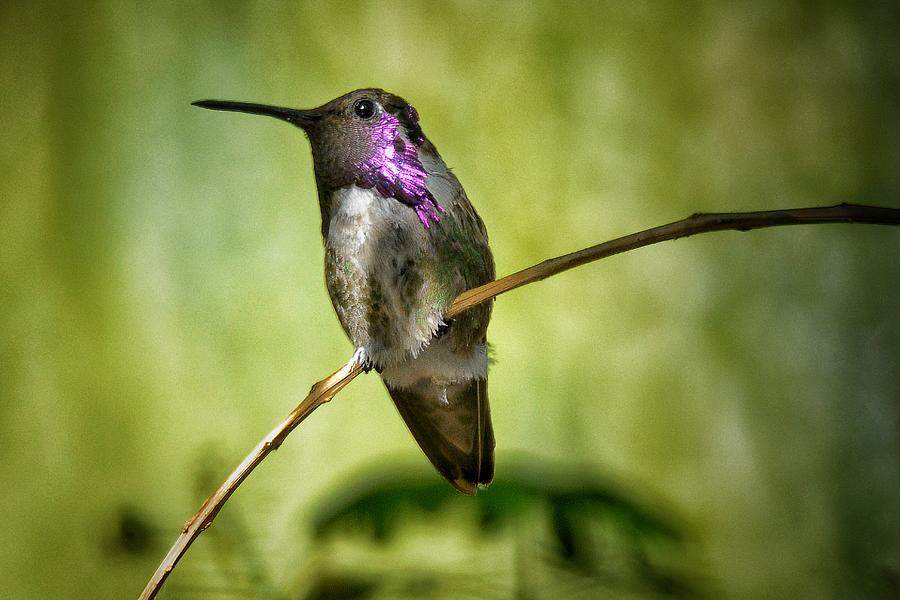 Hummingbird Resting Photograph by Bruce Moore - Fine Art America