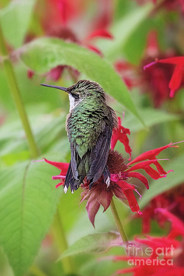 Hummingbird Resting Photograph by Sharon McConnell