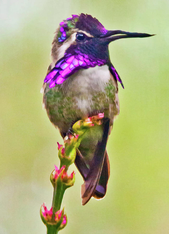 Hummingbird Photograph by Rochelle Berman