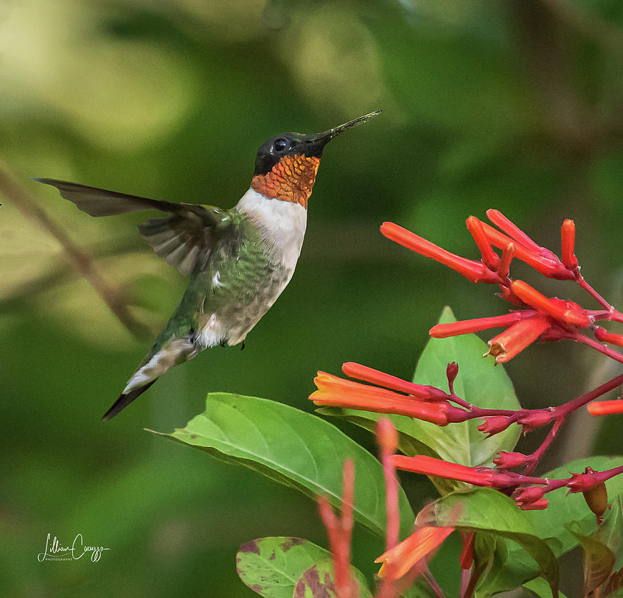 Hummingbird Ruby Flash Photograph by HIS Creations LLC Fine Art America