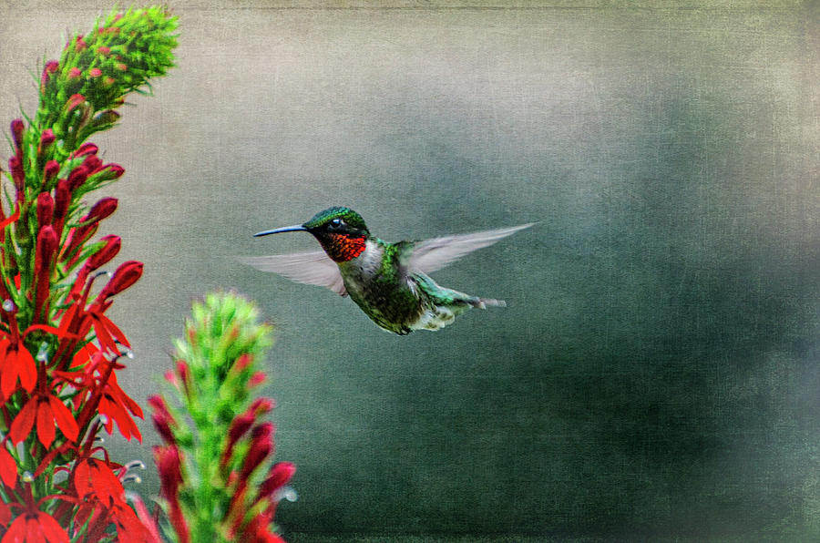 Hummingbird-safe Photograph by Judy Wolinsky